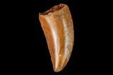 Serrated, Raptor Tooth - Real Dinosaur Tooth #163852-1